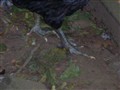 Jersey giant 003.jpg